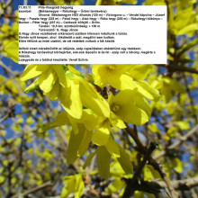 2023.03.11. Békásmegyer-Üröm Fotó: Vendl Szilvia