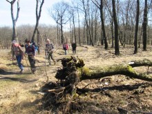 2019. március 17. OKT-Várgesztes - Gánt között (a kidőlt fákat ma már meghagyják, sok élőlénynek igen hasznos táptalaj)