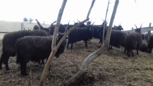 Racka-juh telep Alsópetény határában