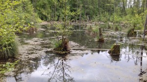 Elpusztult éger-fák a láperdőben. A fák (enyves éger - Alnus glutinosa) pusztulását az egyre emelkedő vízszint okozza. Az éger ugyan kedveli a lápos területet, de a túl magas víz már árt a hajszálgyökereknek.