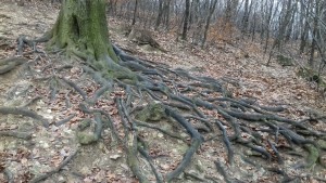 Kapaszkodik az öreg fa. 2020.01.04. Normafa-Budakeszi VSC túra. Fotó: Sándor Tibor