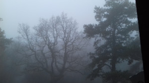 A sejtelmes-ködös erdő. Fotó: Sándor Tibor