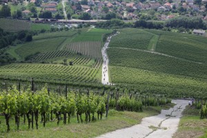 Kilátás Tokaj városára és a felfelé futó mezőnyre.